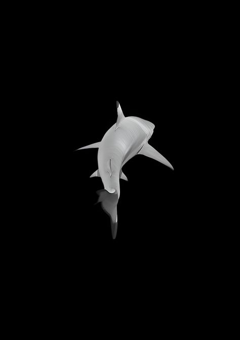 Shark Black Background, Sea Creatures Black Background, Shark Wallpaper, Simplistic Wallpaper, Shark Pictures, Crown Tattoo Design, Iphone Dynamic Wallpaper, Wallpaper Computer, Hypebeast Wallpaper