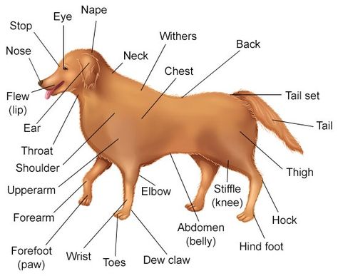 A Visual Guide to Understanding Dog Anatomy With Labeled Diagrams Dog Diagram, Dog Body Parts, Veterinarian School, Vet Notes, Animal Body Parts, Body Diagram, Dog Anatomy, Muscle Massage, Dog Information