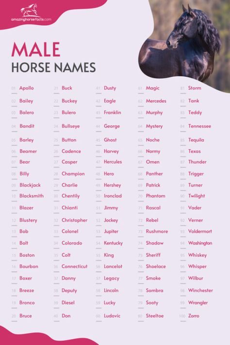 Horse Names Female, Beautiful Horse Names, Female Horse Names List, Star Stable Name Ideas, Cute Names For Horses, Good Horse Names, Cool Horse Names, Sso Horse Names, Star Stable Horse Names