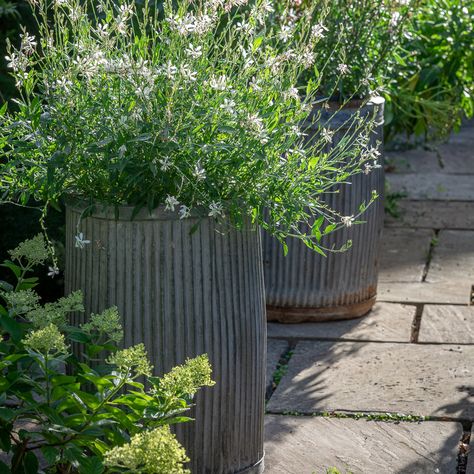 Plant Theatre, Outdoor Plant Pots, Front Door Plants, Zinc Planters, Mediterranean Garden Design, Small Terracotta Pots, Sarah Raven, Planter Pots Outdoor, Home Garden Design