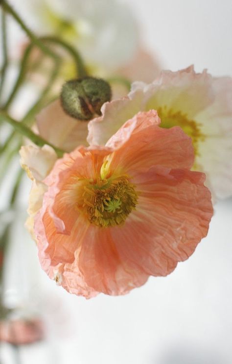 Poppy - for inspiration                                                       … Flowers In A Vase, Finding Inspiration, Airbrush Art, Deco Floral, Poppy Flower, Beautiful Blooms, Love Flowers, My Flower, Pretty Flowers