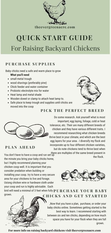 raising backyard chickens infographic Plant Around Chicken Coop, Different Breeds Of Chickens, Table Meals, Chickens 101, Metal Trough, Meals From Scratch, Growing Organic Vegetables, Garden Flowers Perennials, Raising Farm Animals