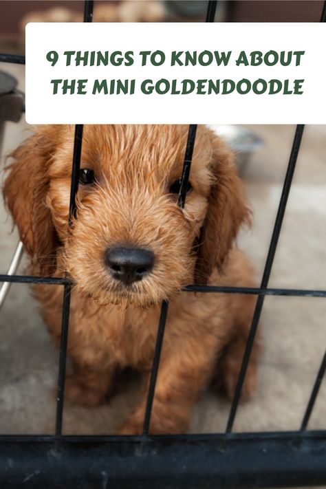 The popularity of the Mini Goldendoodle has skyrocketed in recent times, and it seems like everyone in the world wants to parent one. And should you be so lucky to do so, this goldilocks dog Mini Goldendoodle Accessories, Chocolate Mini Goldendoodle, Mini Goldendoodle Haircut Styles, Tiny Goldendoodle, Small Goldendoodle, Goldendoodle Full Grown, Mini Dogs Breeds, Micro Goldendoodle, Goldendoodle Black