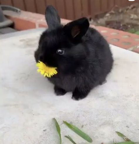 Black Mini Lop Bunny, Dark Brown Bunny, Black Bunny Aesthetic, Bunny Oreos, Scary Rabbit, Black Bunnies, Gothic Bunny, Black Bunny Ears, Rabbit Black