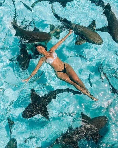 Pet Shark, Swimming Pigs, Shark Swimming, Vacation Mood, Vacation Pictures, The Bahamas, Summer Pictures, Nassau, Travel Life