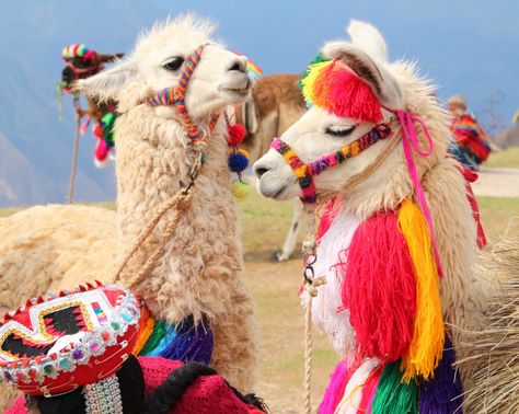 Do you know where in the world you can find llamas this stylish? Comment below! Llama Pictures, Money Hustle, Marketing Motivation, Alpaca Farm, Cute Alpaca, Fluffy Cows, Llama Drama, Llama Alpaca, Cute Llama