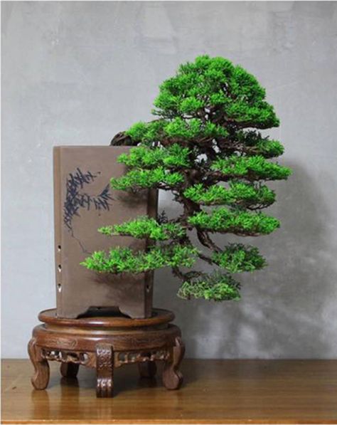 Cascade Bonsai, Bonsai Cascade Style, Cascade Bonsai Pot, Cloud Pruning, Japanese Black Pine, Bonsai Tools, Pine Bonsai, Bonsai Wire, Black Pine Bonsai Shohin