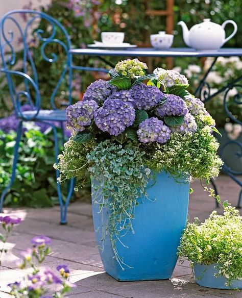 18 Excellent Landscaping With Hydrangea Ideas Hydrangea Planters, Bobo Hydrangea, Hydrangea Potted, Purple Hydrangeas, Front Porch Planters, Porch Flowers, Window Box Flowers, Pot Decoration, Hydrangea Arrangements