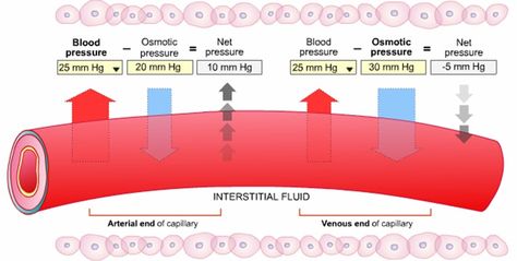 hydrostatic pressure | osmotic pressure Electrolyte Disorders, Hydrostatic Pressure, Physiology Study, Osmotic Pressure, Vascular System, Medical Textbooks, Human Physiology, School Of Nursing, Service To Others