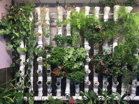 Hydroponic Wall Garden, Indoor Vertical Farming, Vertical Hydroponics Diy, Diy Vertical Hydroponic Garden, Apartment Hydroponics, Basement Hydroponics, Vertical Hydroponic Gardening Diy, Hydroponic Balcony, Diy Hydroponic Tower