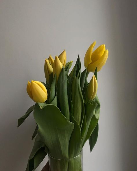 Dea on Instagram: “good for the soul.” Yellow Tulips Aesthetic, Yellow Tulips Bouquet, Tulips Vase, Bouquet Luxury, Tulips Aesthetic, Artificial Tulips, Aesthetic Yellow, Flowers Tulips, Tulip Bouquet