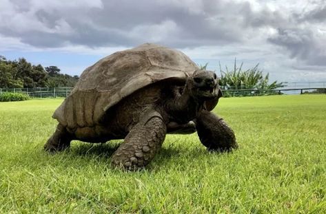 At 190 years old, Jonathan the "sexually active" tortoise has been declared the oldest living tortoise to ever live. https://thedebrief.org/worlds-oldest-tortoise-still-doing-his-thing-reptile-style/ Radiated Tortoise, Panda Animal, Giant Tortoise, Ocean Photos, Guinness World Records, Rare Animals, Kung Fu Panda, St Helena, Science News