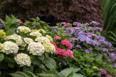 Your Guide to Hydrangea Types: The right one for your garden Yellow Shrubs, Hydrangea Arborescens Annabelle, Fast Growing Shrubs, Emerald Green Arborvitae, Big Leaf Hydrangea, Ground Cover Roses, Types Of Hydrangeas, Bigleaf Hydrangea, Hydrangea Varieties