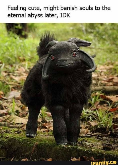 Spooky Memes, Scary Stories, Black Sheep, Animal Jokes, Cute Funny Animals, Popular Memes, Funny Animals, Sheep, Funny Pictures