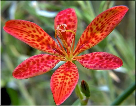 Blackberry lilies can be a plus in your garden each year, especially if you need some taller flowers (they grow up to four feet tall). The six-petaled orange flowers, which aren't blackberries or lilies, have red spots and produce shiny black seed pods that resemble blackberries. Blackberry Lily Plants, Blackberry Lilies, Tropical Images, Blackberry Lily, Growing Blackberries, Flower Reference, Lily Seeds, Leopard Flower, Grow Gorgeous