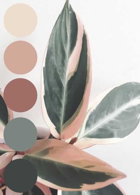 Green And Brown Palette Colour Schemes, Tropical Earthy Color Palette, Green Pink Gray Color Pallets, Sage Green Complimentary Colors Bedroom, Boutique Color Scheme Ideas, Mauve Green Color Palette, Sage Color Combinations, Pink Green Branding, Sage Green Color Combinations