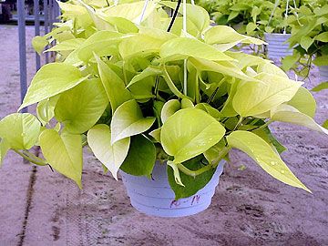 Neon Pothos Neon Philodendron, Scindapsus Aureus, Neon Pothos, Epipremnum Aureum, Making Plant Pots, Golden Pothos, Pothos Plant, Bedroom Plants, Tropical Foliage