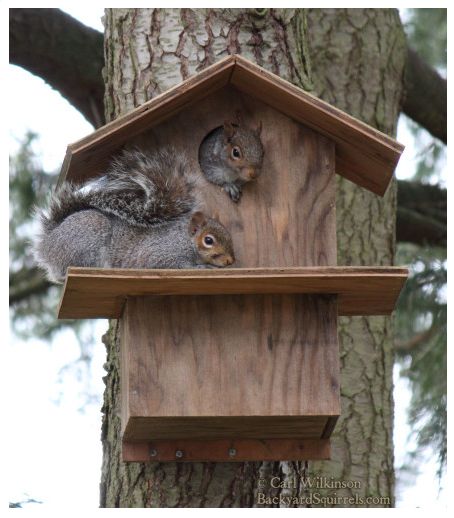 Squrriel House, Squrriel House Ideas, Squirrel Feeder Diy, Squirrel House, Squirrel Home, Squirrel Feeders, Homemade Bird Houses, Squirrel Feeder, Homemade Bird Feeders