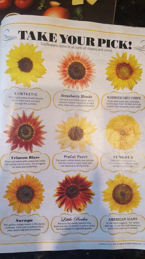 Sunflower Varieties, Types Of Sunflowers, Pink Sunflowers, Red Petals, Shapes And Colors, Family Garden, Autumn Scenes, Sunflower Wedding, Strawberry Blonde