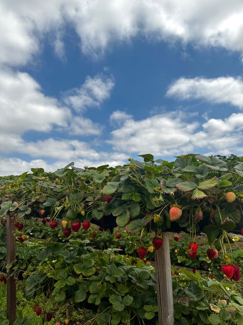 Strawberry Bush Aesthetic, Berry Field Aesthetic, Strawberry Orchard, Strawberry Garden Aesthetic, Strawberry Farm Baguio, Strawberry Cottagecore Aesthetic, Strawberry Patch Aesthetic, Strawberry Farm Aesthetic, Strawberries Background