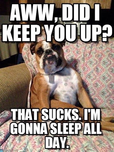 Bulldog Mom problems.  She sleeps all day after waking me at 3am each night! Bulldog Meme, English Bulldog Care, Cat Lol, English Bulldog Funny, Funny English, Bulldog Pics, Husky Funny, Bulldog Funny, Cute Bulldogs