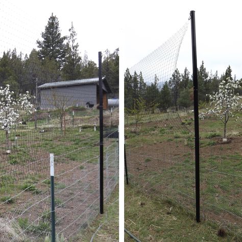 Steel Pole Deer Netting Install using T-Posts Deer Netting, Deer Garden, Deer Proof, Deer Fence, Bird Netting, Garden Netting, Garden Posts, Fence Post, Garden Arch