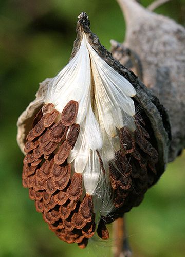 ˚Milkweed seed Milkweed Pods, Milkweed Seeds, Nice Flowers, Plant Fungus, Seed Heads, Unusual Plants, Unusual Flowers, Seed Pods, Natural Forms