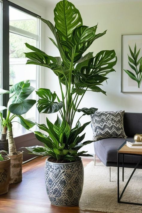 10 Best Indoor Plants For North Side Of House Types Of Indoor Plants, Fern Images, Lily Images, Cast Iron Plant, Parlor Palm, Chinese Evergreen, Iron Plant, Best Indoor Plants, Plant Images