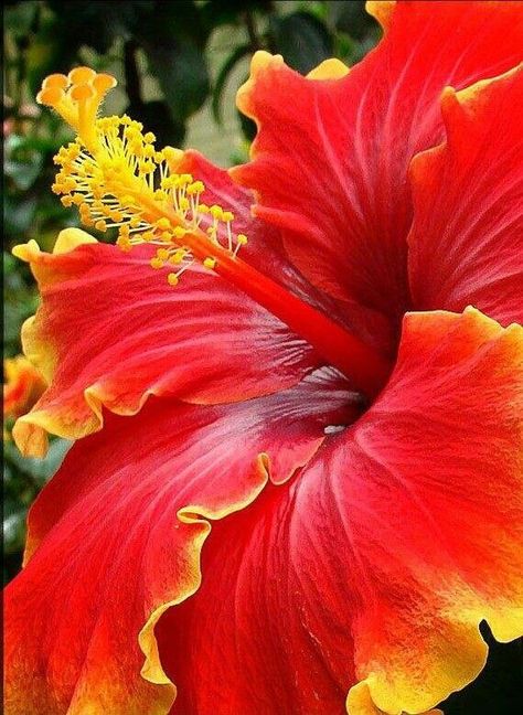 La única causa de nuestra infelicidad no se encuentra en el mundo exterior, la tenemos insertada en nuestra psiquis y aunque podamos inventar tantísimas escusas que nos impiden ser o ... Hibiscus Shrub, Hibiscus Garden, Hibiscus Plant, The Secret Garden, Flowers Garden, Red And Yellow, Exotic Flowers, Hibiscus Flowers, Red Flower