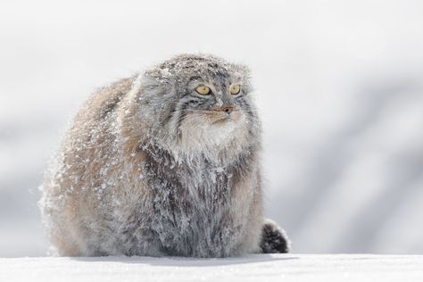 Pallas Cat in Snow in Winter in Mongolia by Joshua Holko Cat In Snow, Manul Cat, Pallas Cats, Pallas Cat, Small Wild Cats, Pallas's Cat, Feral Cat, Wild Kingdom, Feral Cats