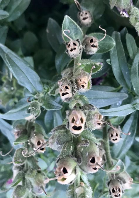 Snap Dragon Seed Pods, Creepy Garden, Creepy Plants, Odd Plants, Evil Oc, Snap Dragons, Strange Plants, Snap Dragon, Snapdragon Flowers