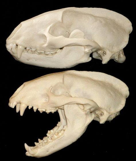 Oddities Cabinet, Animal Skull Reference, Badger Skull, Animal Skull Side View, Animal Skull Front View, Monster Reference, Animal Skull In Forest, European Badger, Animal Skeleton