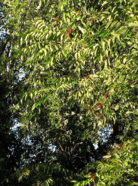 What grows under Black Walnut trees? Because Black Walnut (Juglans nigra) trees produce a toxic chemical called juglone (5 hydroxy-1,4- napthoquinone), often the typical non-native plants grown in… Silky Dogwood, Hackberry Tree, Pagoda Dogwood, Juglans Nigra, Eastern White Cedar, Tree Buds, Fringe Tree, Virginia Bluebells, Black Walnut Tree