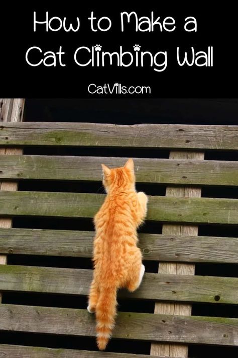 5 Best Climbing Walls for Cats (2023 Review) Cat Foster Room Ideas, Diy Outdoor Cat Tree, Cat Ladders Outdoor, Diy Cat Shelves Catwalks, Cat Hacks Indoor, Cat Ladder Diy, Diy Cat Climbing Wall, Cat Climbing Wall Diy, Diy Cat Wall Shelves