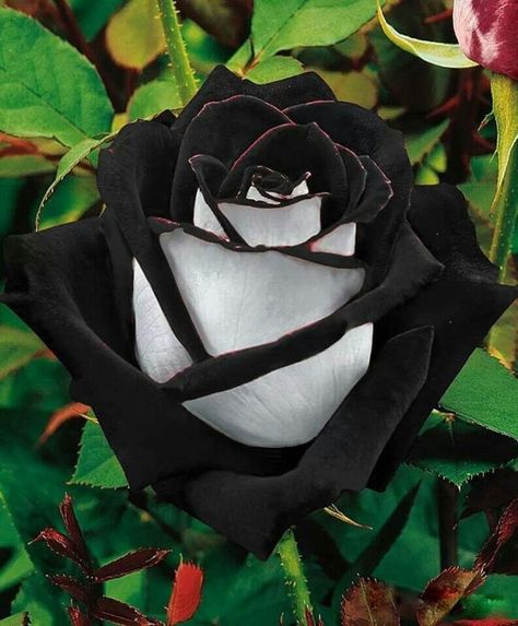 The black roses are found in a region in Turkey called "Halfatty" . They are very rare . This type has two colors, an even rarer thing! Black Rose Flower, Rose Belle, Rare Roses, White Rose Flower, Bonsai Flower, Rose Seeds, Black Garden, Rainbow Roses, Hybrid Tea Roses