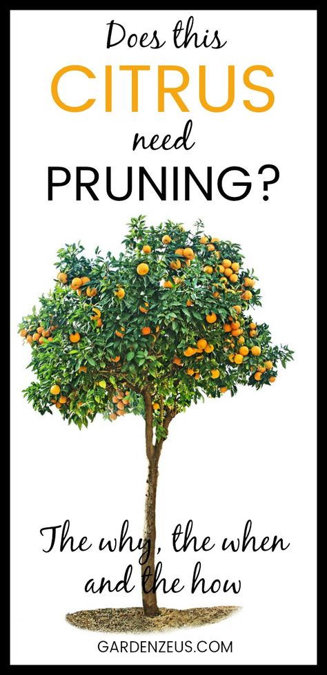 Prune young citrus trees for structure and form; prune mature citrus trees to maintain tree size and health and to produce young wood for fruiting. #pruning #citrus #oranges #lemons #fruit #gardening Citrus Tree Care, Lemon Tree Pruning, Pruning A Lemon Tree, Mandarin Orange Tree, Pruning Lemon Trees, Pruning Citrus Trees, Potted Citrus Trees, Citrus Trees Landscape, Citrus Trees In Pots