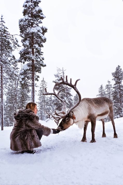 Are you planning a trip to Lapland? Finland is the ultimate winter wonderland destination. Read this travel guide to Lapland, Finland and all the best things to do for your travel itinerary including: dog sledding, reindeer sleigh rides, how and when to see the northern lights, snowmobile, meeting Santa Claus... and all you need to know to do all those bucket list things including where to stay and sleeping in a glass igloo! - reindeer ride in Lapland, Finland Kakslauttanen Arctic Resort, Farm Visit, Finland Travel, Meet Santa, Lapland Finland, A Husky, See The Northern Lights, Arctic Circle, The Northern Lights