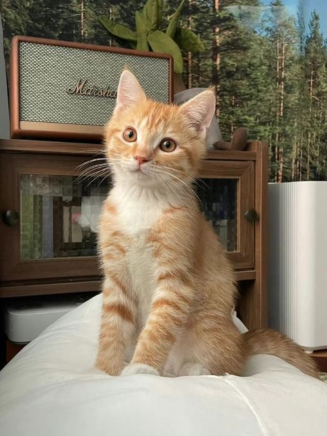 Söt Katt, Cute Cat Wallpaper, Cute Cats Photos, Orange Cats, Pretty Animals, Cat Aesthetic, Cute Animal Photos, Cute Kittens, Cat Wallpaper