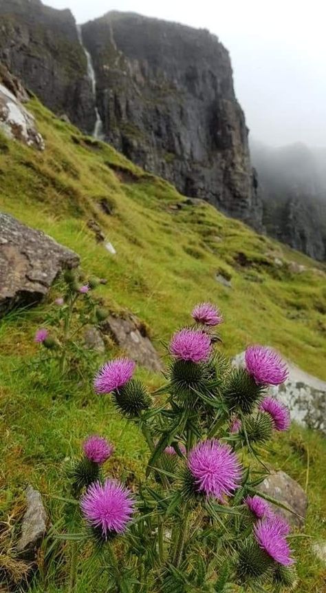 Flower Of Scotland, Great Scot, Scotland Forever, Scottish Culture, Scotland Highlands, Scottish Thistle, Scottish Landscape, Scottish Heritage, Scotland Travel