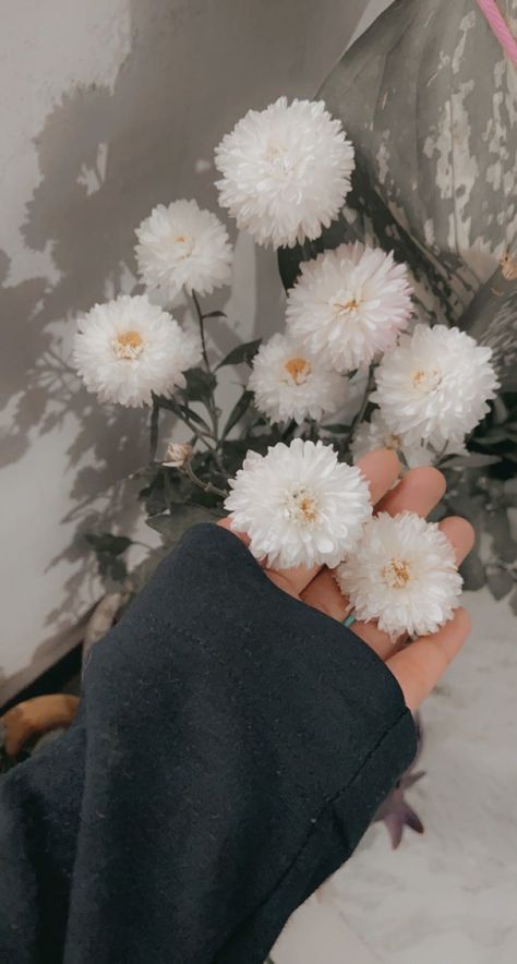 White Chrysanthemum Flower Aesthetic, White Chrysanthemum Aesthetic, Crysantenum Flower Aesthetic, Chrysanthemum Flower Aesthetic, White Chrysanthemum Flower, White Flower Wallpaper, Chrysanthemum Bouquet, Trending Photography, White Chrysanthemum