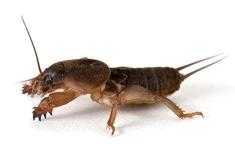 Mole cricket | www.macropoulos.com Mole cricket (Gryllotalpa… | Flickr Insect Legs, Mole Cricket, Building Reference, Rice Field, Reference Pics, Healthy Lawn, Creepy Crawlies, Arthropods, Warm Spring