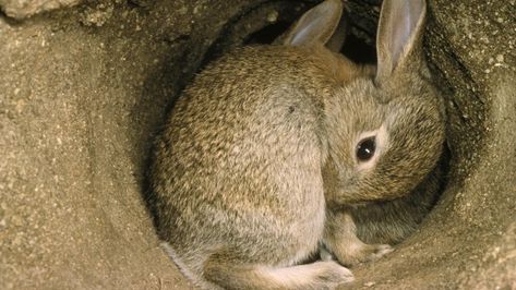 Rabbit burrows, also called rabbit holes, have a main entrance surrounded by a mound of dirt that leads into an often complex series of underground chamber Wild Rabbit Shelter, Wild Bunnies, Rabbit Burrow, Animated Rabbit, Rabbit Nest, Wild Rabbits, Wild Bunny, Rabbit Habitat, Rabbit Artwork