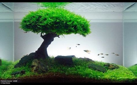 "Planted aquariums are living works of art."  beginners guide to planted aquarium setup, setup, aquarium, substrate, water, filter, heating, cooling, light, hardscape, aeration, CO2, and more... Aquascaping Plants, Tanaman Air, Green Pond, Aquascape Design, Bawah Air, Nano Aquarium, Live Aquarium Plants, Aquarium Setup, Aquarium Landscape