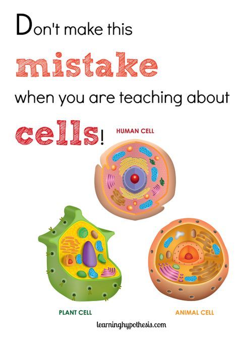 Science Nails, Cell Worksheets, Apologia Anatomy, Teaching Cells, Animal Cells, Science Cells, Cells Worksheet, Plant Cells, Cord Blood Banking