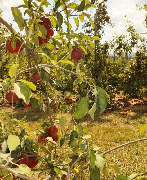 Get lost in the world of apples and orchards this fall in Ellijay! 🍎✨ 📸: @madi_morgan Fall For Ellijay | Ellijay Apple Orchards | Fall Vibes | North Georgia Apple Orchards | Southern Appalachia . . . . . #PickEllijay #ExploreGeorgia #WanderNorthGa #NorthGeorgia #SouthernApplachia #Atlanta #Chattanooga #ApplePicking #FallVibes #FallAesthetic #FallCore #EllijayGeorgia Ellijay Georgia, Farm Aesthetic, Apple Orchards, Apple Orchard, North Georgia, Apple Picking, Fall Vibes, Apples, Georgia