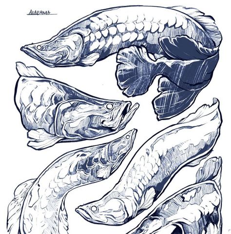 Sorie Kim Art, Arowana Drawing, Arapaima Fish, Daily Drawing Exercises, Sorie Kim, Fish Character, Sketchbook Tattoo, Fish Reference, Arowana Fish