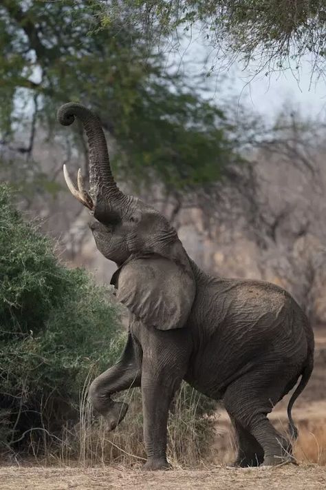 African Forest Elephant, African Bush Elephant, Wild Animals Photography, Happy Elephant, Elephant Pictures, Elephants Photos, Africa Wildlife, Africa Animals, Elephant Drawing