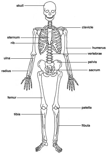 skeleton parts Parts Of The Skeletal System, Skeleton Parts Drawing, Skeletal System Drawing, Skeleton Worksheet, Human Heart Diagram, Skeletal System Worksheet, Skeleton System, Axial Skeleton, The Human Skeleton