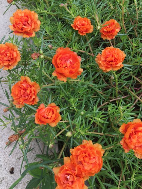 Moss rose Pretty Flower Names, Moss Roses, Portulaca Flowers, Beautiful Flower Quotes, Pretty Flowers Photography, Portulaca Grandiflora, Sugar Flowers Tutorial, Urban Garden Design, Money Flowers