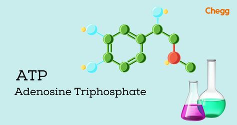 "Introduction: What is ATP Full Form? Humans get energy from food. Food acts as a source of fuel. But do you know how is energy produced in the human body? The answer is ATP. So, what is ATP full form? ATP can be deciphered as Adenosine Triphosphate. Karl Lohmann, a German chemist, discovered the ATP molecule for the first time in 1929. But the credit to synthesize ATP molecules goes to Alexander Todd in 1948. ATP is an important part of the human body system. It is not .." Human Body System, Adenosine Triphosphate, Cell Organelles, Chemical Energy, Peripheral Nervous System, Cellular Respiration, Biology Facts, Human Body Systems, Structure And Function